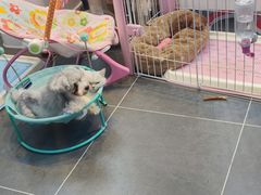 -萌兽医馆·眼科·异宠专科(三里屯店)