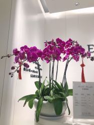 -奥斯芬·欧系贵族SPA
