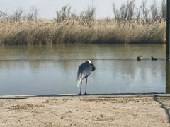 -盐城丹顶鹤湿地生态旅游区