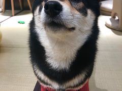 -逗柴咖啡屋·狗咖猫咖宠物桌游