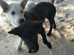 -西涌国际滨海旅游区