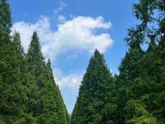 -黄海国家森林公园