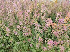 -中国天府农业博览园