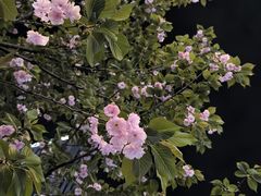 -观音桥步行街