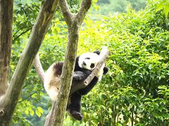 -卧龙中华大熊猫苑神树坪基地