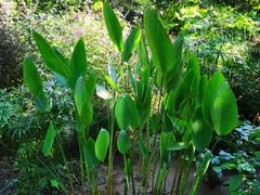 -深圳仙湖植物园