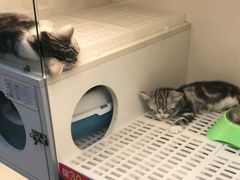 -lincat·猫舍(广州店)