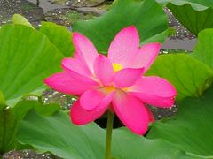 -荷塘月色湿地公园·向阳花洲