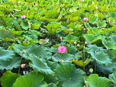 -野鸭湖国家湿地公园