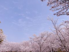 -顾村公园