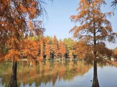 -上海长兴岛郊野公园