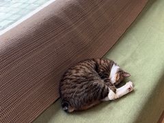 -御宝贝·A梦猫科宠物医院(国际猫友好医院)