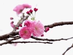-天适樱花悠乐园