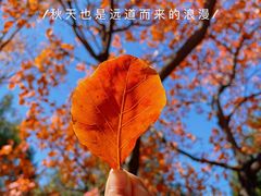-北宫国家森林公园