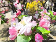 -海棠花溪(元大都城垣遗址公园)