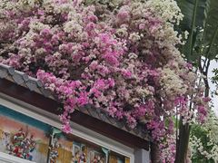 -深圳国际园林花卉博览园