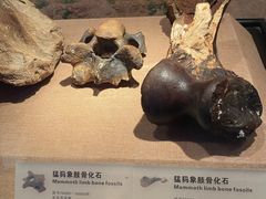 -烟台市博物馆
