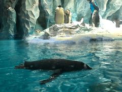 -帝企鹅自助餐厅•儿童岛•真企鹅(长隆企鹅酒店)