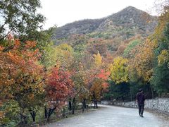 -北京鹫峰国家森林公园