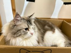 -柴迷FANS CLUB·柴犬狗咖·猫咖