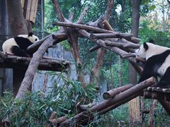 -都江堰中华大熊猫苑
