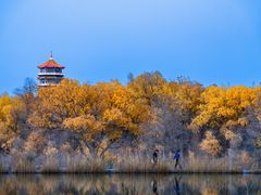 -金塔沙漠胡杨林景区