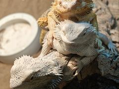 -FAIRYLAND龙族星球主题餐厅(凯丹广场店)