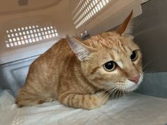 -御宝贝·A梦猫科宠物医院(国际猫友好医院)