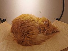 -飞行喵MR PILOT|猫舍·猫咖(静安大融城店)