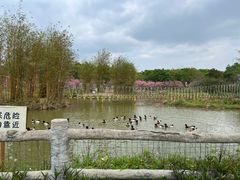 -天适樱花悠乐园