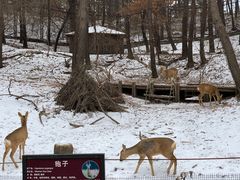 -沈阳森林动物园