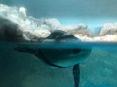 -新加坡飞禽公园