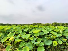 -嘉北郊野公园