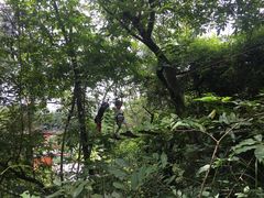 -芦仙山景区-飞越丛林探险乐园