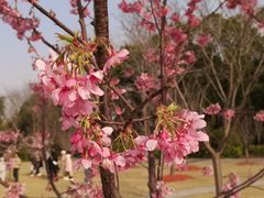 -顾村公园