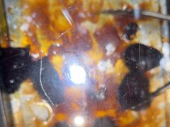 -乔波食品(杜桥中心菜场店)