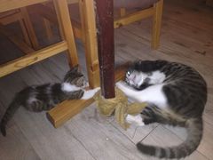 iphone_upload_pic-海边的猫和咖啡馆