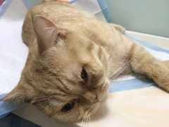 -纳吉亚猫专科动物医院博雅分院