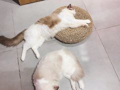 -Heymao猫咖.咖啡厅(东门店)