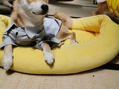 -逗柴咖啡屋·狗咖猫咖宠物桌游