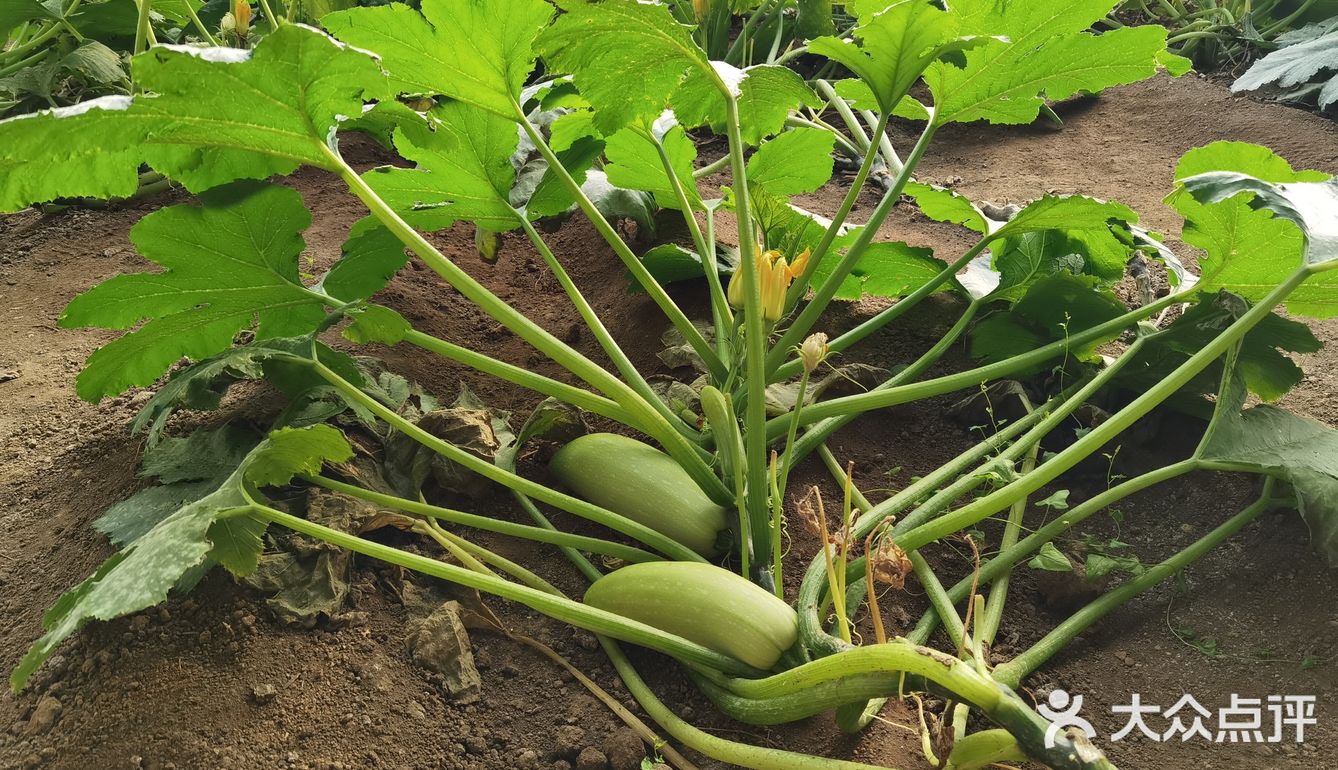 下乡抢菜