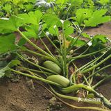 下乡抢菜