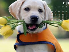 -FAELING PETS美天灵宠物(富力广场店)