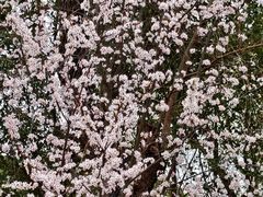 -昆山城市生态森林公园