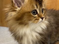 -菲丽丝宠物医院·24小时·猫科中心·免疫点(淮海分院)