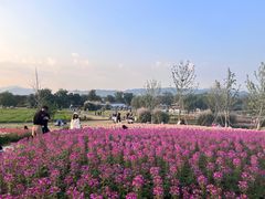 -径山花海