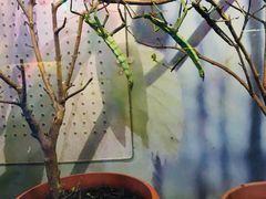 -上海大自然野生昆虫馆(东方明珠·爬宠昆虫探索中心)