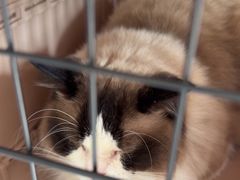 -艾贝尔宠物医院·24H转诊中心·肿瘤猫专科(江宁双龙店)