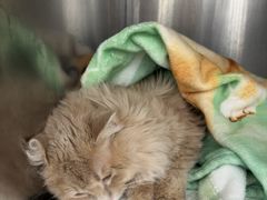 -宠福鑫康馨动物医院·骨科·眼科