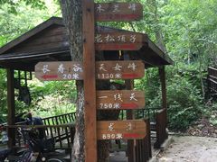 -天女山森林公园
